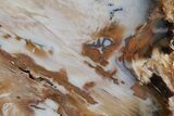 Colorful, Hubbard Basin Petrified Wood Stand-up - Nevada #210852-1